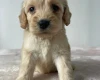 Cockapoo