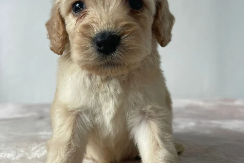 Cockapoo