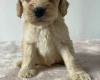 Cockapoo