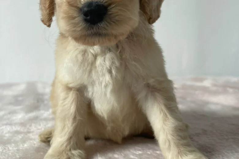 Cockapoo