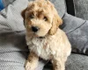 Cockapoo