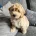 Cockapoo