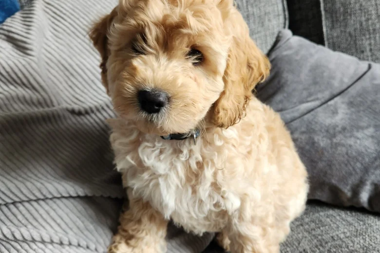Cockapoo