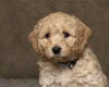 Cockapoo