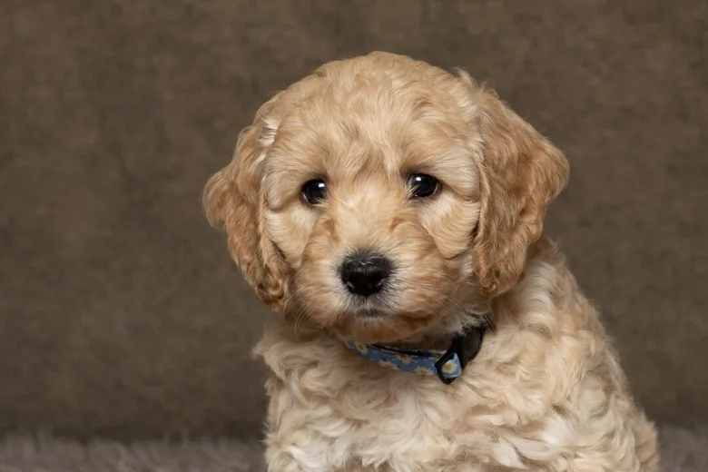 Cockapoo