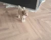 Cockapoo