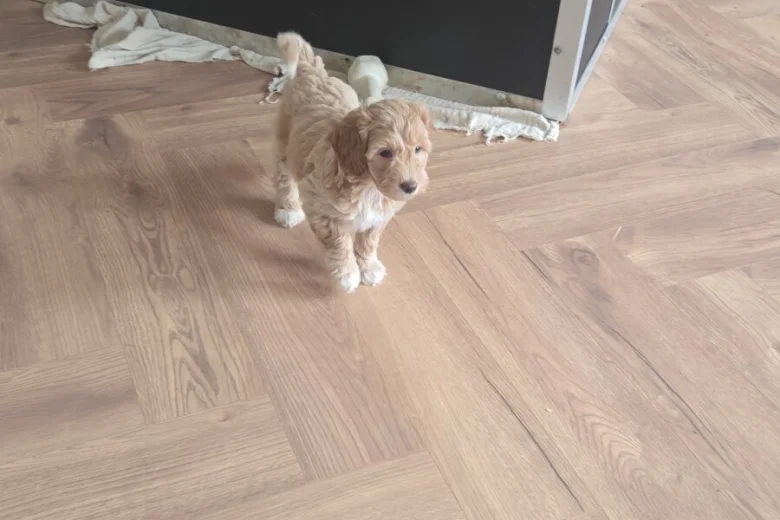 Cockapoo