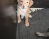 Cockapoo