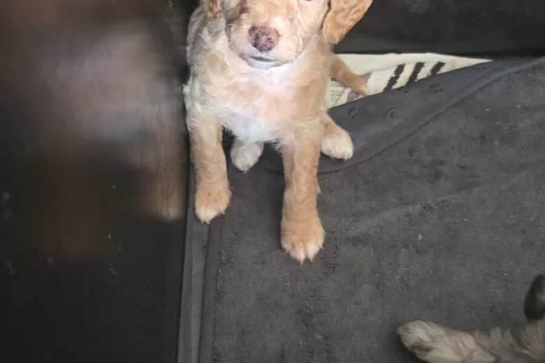 Cockapoo