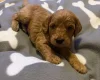 Cockapoo