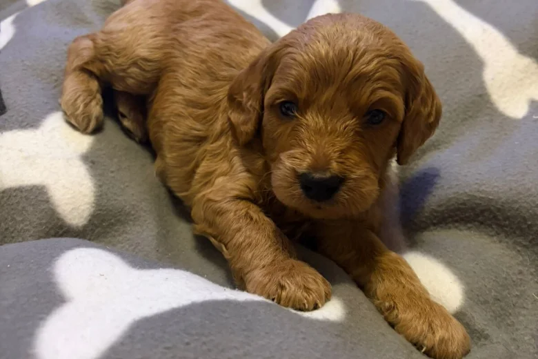 Cockapoo
