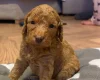 Cockapoo