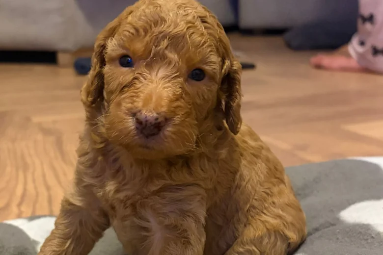 Cockapoo