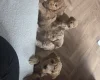 Cockapoo