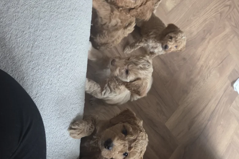 Cockapoo