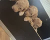 Cockapoo