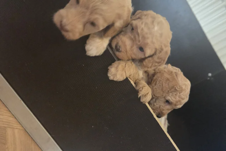 Cockapoo