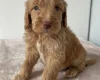 Cockapoo