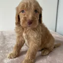 Cockapoo