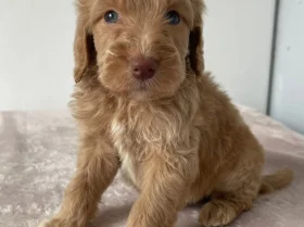 Cockapoo