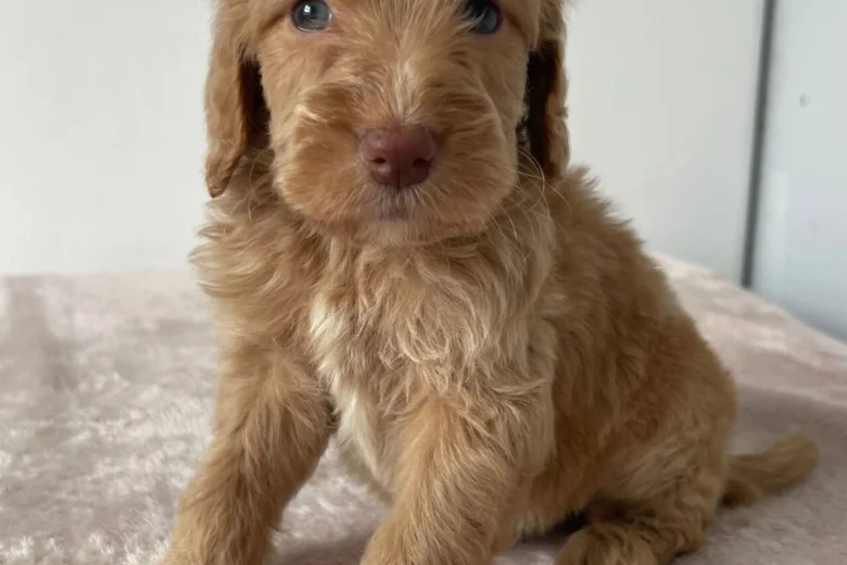 Cockapoo