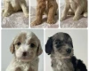 Cockapoo