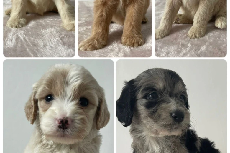 Cockapoo