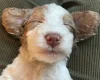 Cockapoo