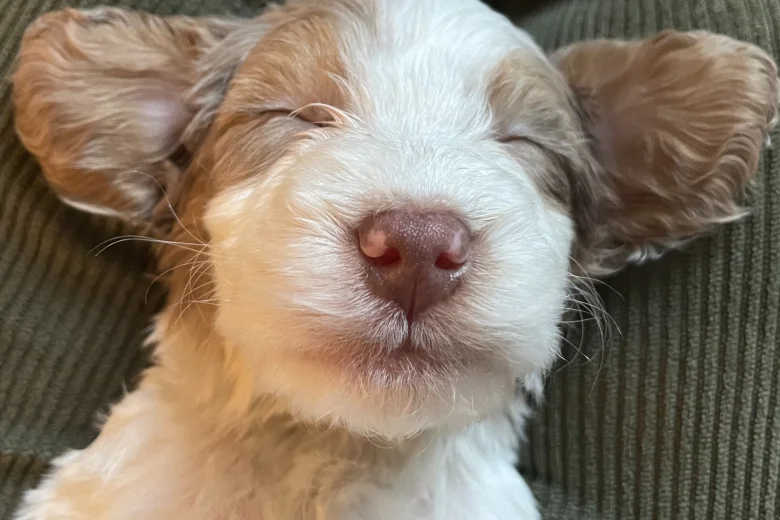 Cockapoo