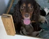 Cockapoo