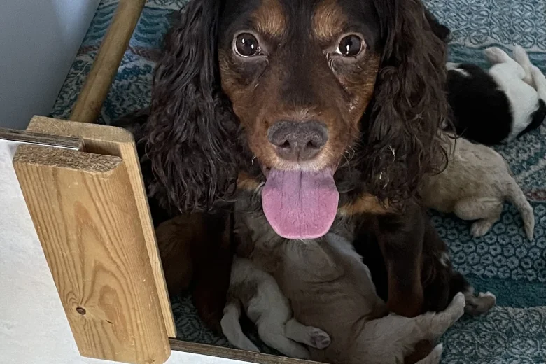 Cockapoo