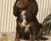 Cockapoo