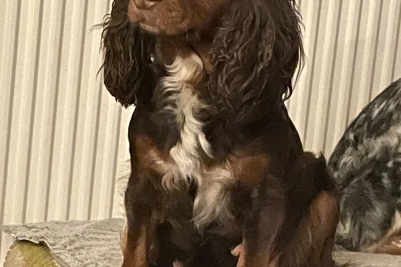 Cockapoo