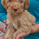 Cockapoo