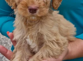 Cockapoo