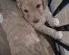 Cockapoo