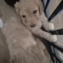 Cockapoo
