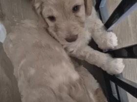 Cockapoo