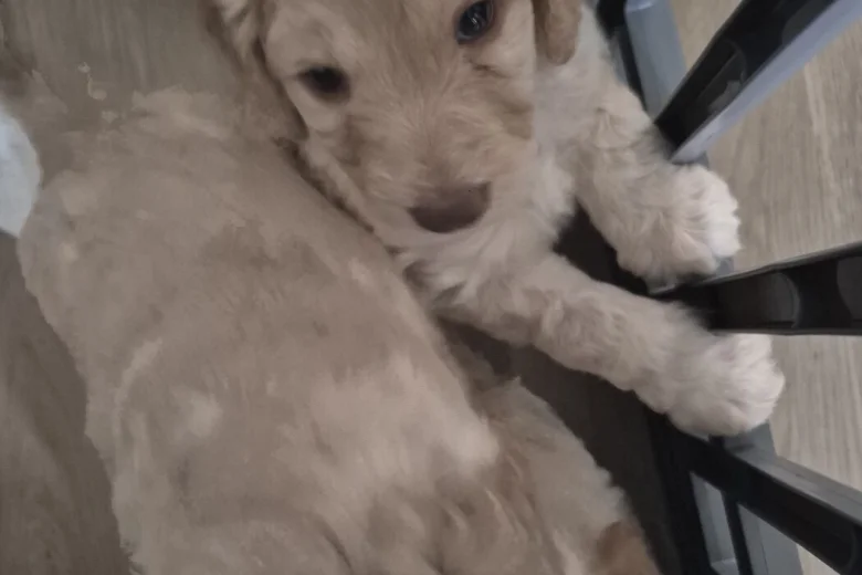 Cockapoo