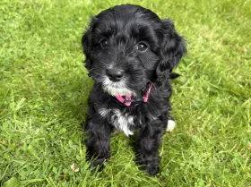 Cockapoo