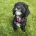 Cockapoo