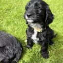 Cockapoo