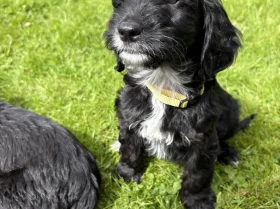Cockapoo