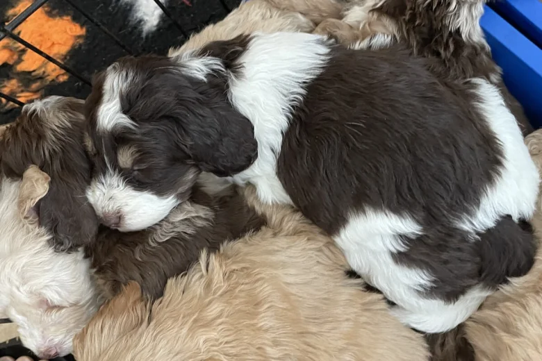 Cockapoo
