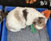 Cockapoo