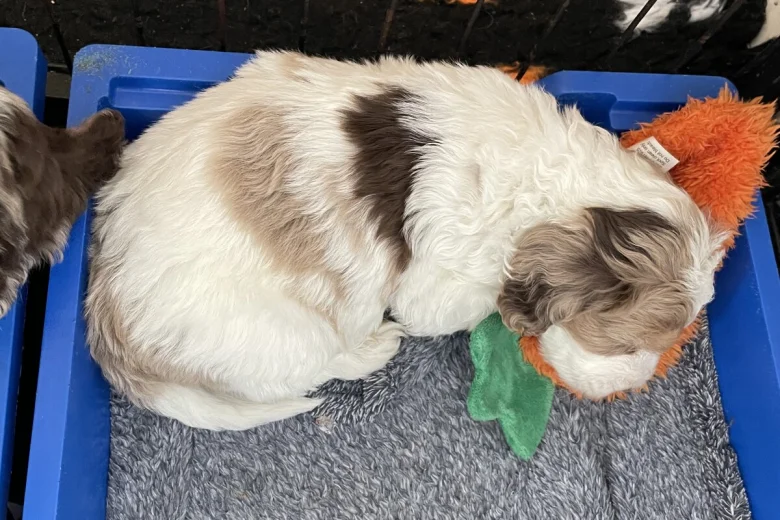 Cockapoo