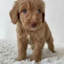 Cockapoo