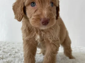 Cockapoo