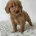 Cockapoo