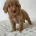 Cockapoo